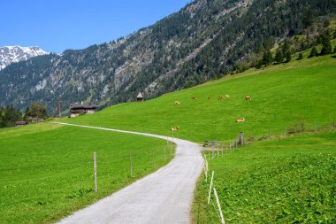 A lush green alpine meadow is divided into two halves by a path. clipart