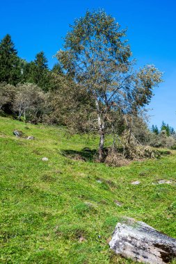 An old birch tree stands on a steep meadow. clipart