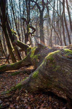 Devrilmiş yaşlı bir ağaç, ölü bir ağaç olarak hizmet eder ve birçok organizma için yaşamın temelidir..