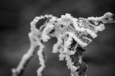 Buz kaplı yaprakların yakın çekimi, karmaşık buz oluşumlarını gözler önüne seriyor. Gri tonlu bir kış sahnesi.