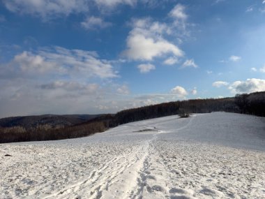 Ormanın içinden geçen karlı bir manzara. Güneşli kış günü.