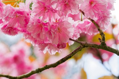 Yakın plan, pembe kiraz çiçeklerinin narin güzelliğini tam çiçeklenme anında yakalar. Yumuşak yapraklar rüya gibi, ruhani bir his yaratıyor, baharın gelişini vurguluyor..