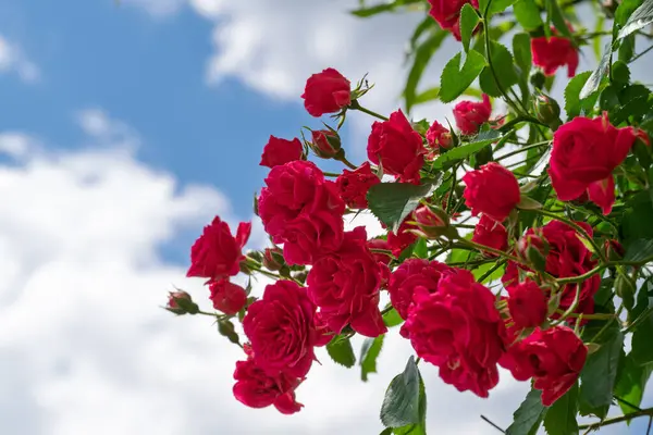 Pofuduk beyaz bulutlar ve açık mavi bir gökyüzü karşısında canlı kırmızı güller toplanır. Güller, aşkın sembolleri, çarpıcı bir kontrastlık yaratır..