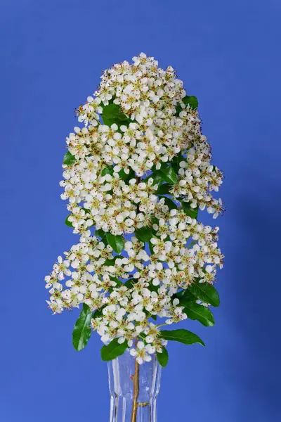Cam bir vazodaki beyaz Pyracantha çiçekleri mavi bir arkaplanda sergilenir. Görüntü, doğayı eve getiren narin çiçekleri ve yeşil yaprakları vurguluyor..