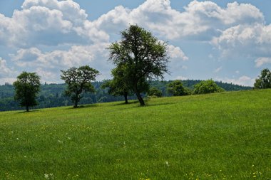 Parça bulutlu bir gökyüzünün altında çimenli bir tarlayı noktalayan ağaçların sergilendiği sakin bir çayır sahnesi açılır. Ağaçlar gölge ve habitat sağlar, manzaranın güzelliğini arttırır..