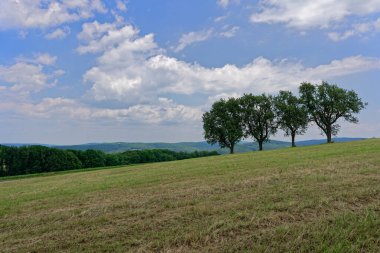 Çimenli bir yamaçtan oluşan sakin bir manzara. Üç ağaç dik duruyor. Ağaçlar gölge ve yapı sağlar. Yuvarlanan tepelerin doğal güzelliğini arttırır..