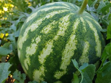 Olgunlaşan, bulanık arkaplan boyunca sahada çizgili karpuz. Olgun karpuz yakın plan.