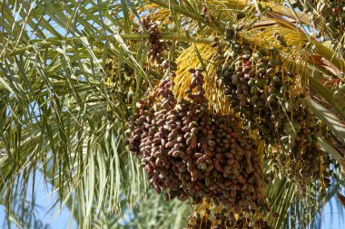 Hurma ağaçlarından sarkan tomurcuklar. Tomurcukları birbiri üzerine dizilmiş uzun boylu hurma ağaçları yetiştirdik.