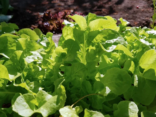 Yeşil yapraklı marul sebze bahçesinde yetişir. Taze organik salata. Vejetaryen ya da vejetaryen yemekleri