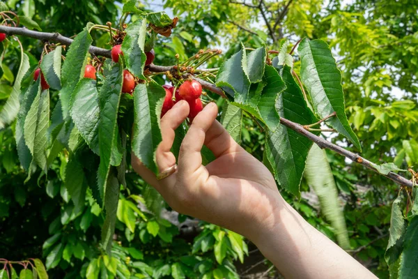 Hand picking fresh delicious red cherry. Picking red cherry close-up