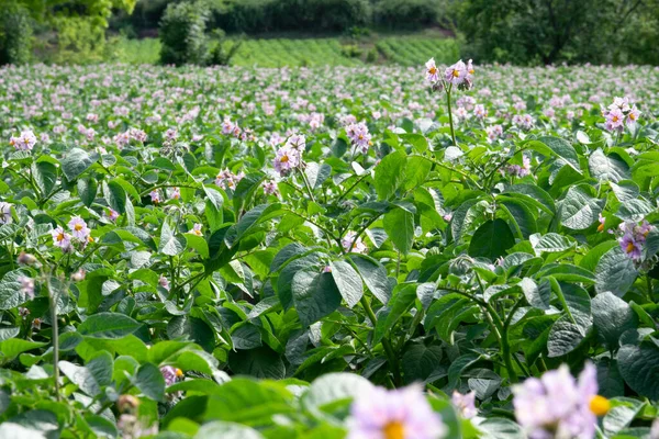 stock image Light violet blooming potato flowers with green leaves on a farm field. Green bushes of flowering potatoes. Growing potatoes in the countryside. Blurred background