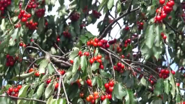 Кластери Стиглих Червоних Вишень Зеленим Листям Гілках Дерева Дозріла Червона — стокове відео