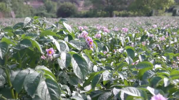 Green Flowering Potato Bushes Planted Farm Field Light Violet Blooming — Stock Video