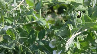 Çiçekli yeşil bezelyeler. Bezelye tarlasında olgunlaşmış bezelyeli kabuklar. Bulanık arkaplan