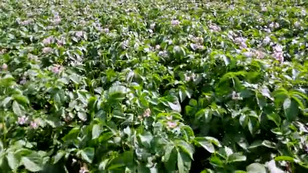 Gröna Blommande Potatisbuskar Planterade Ett Åkerfält Ljus Violett Blommande Potatis — Stockvideo