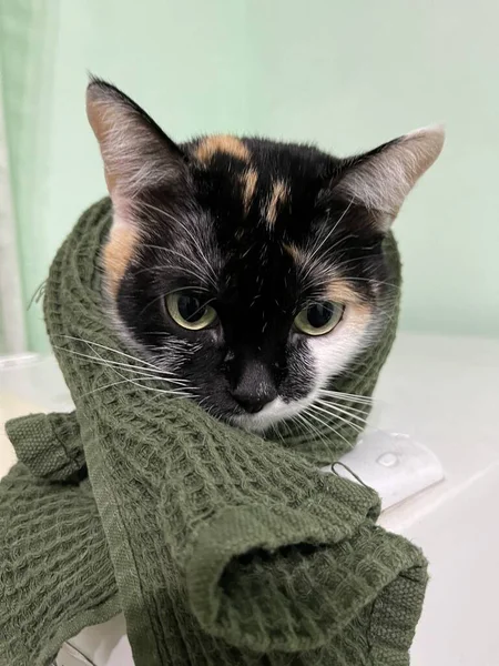 Porträt Einer Katze Mit Einem Handtuch Auf Dem Kopf — Stockfoto