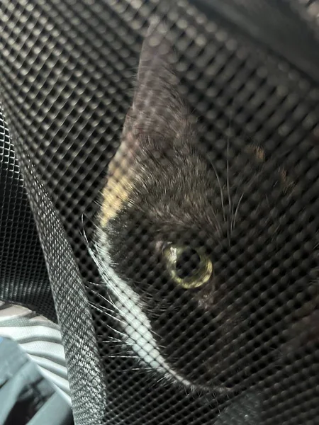 Die Katze Sitzt Einer Transportbox Für Tiere — Stockfoto