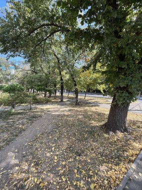 Parktaki sonbahar manzarası, ağaçlardan düşen sarı yapraklar..