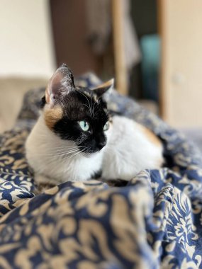 Üç renkli kedi kanepenin üzerinde güneşleniyor..