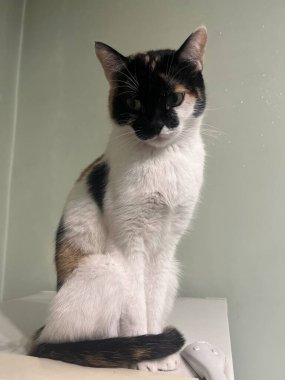 portrait of a beautiful cat sitting on the refrigerator.