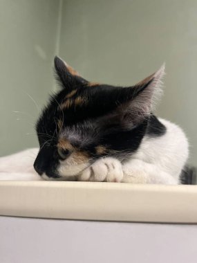portrait of a beautiful cat sitting on the refrigerator.