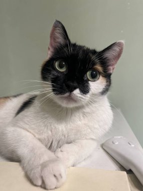 portrait of a beautiful cat sitting on the refrigerator.