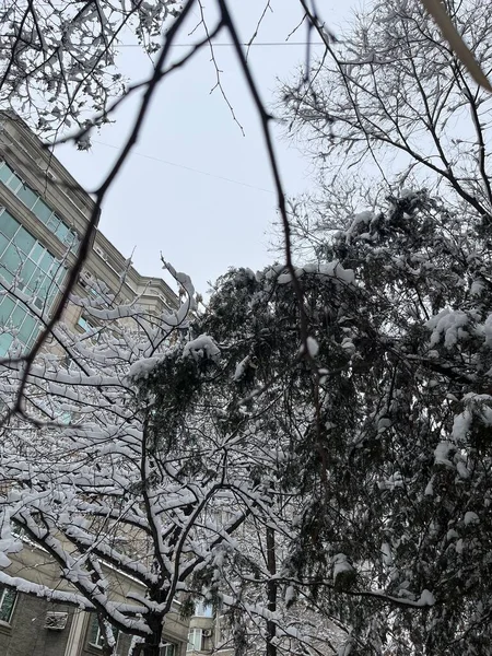 Takken Van Winterbomen Sneeuw — Stockfoto