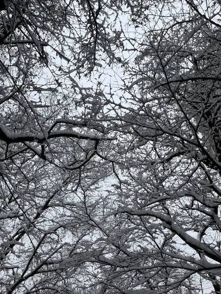 Λευκό Χιόνι Κλαδιά Δέντρων Κοντά Μια Χειμωνιάτικη Μέρα — Φωτογραφία Αρχείου