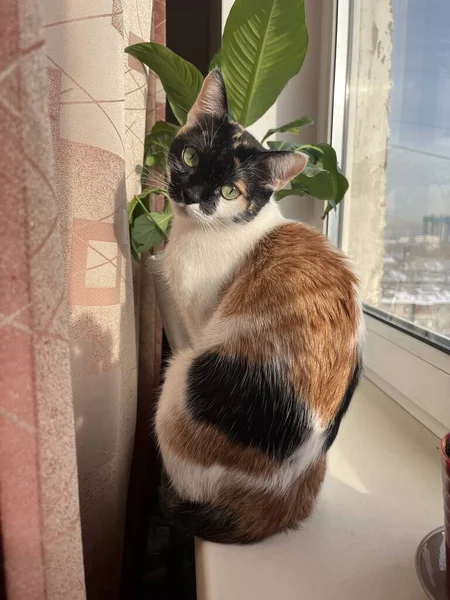 Tricolor Cat Sitting Windowsill Summer Day — Stock Photo, Image