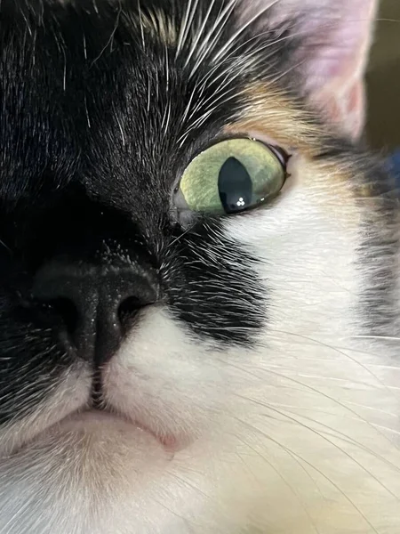 猫の目を閉じて 目のクローズアップ写真です — ストック写真