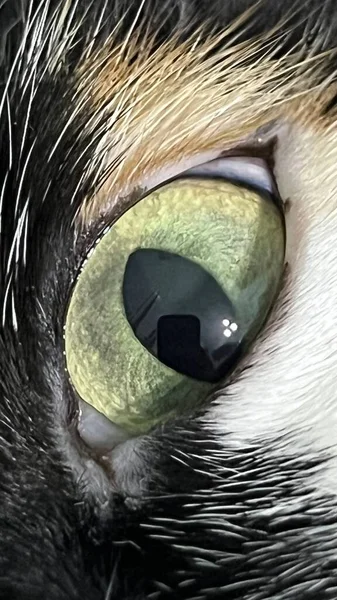 Μάτι Της Γάτας Από Κοντά Κοντινή Φωτογραφία Των Ματιών — Φωτογραφία Αρχείου