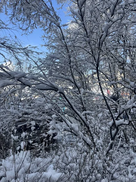 Biały Śnieg Gałęziach Drzew Zbliżenie Zimowy Dzień — Zdjęcie stockowe