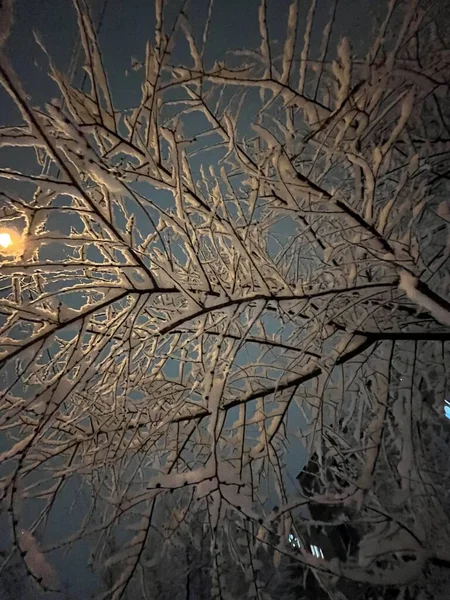 Білий Сніг Гілках Дерев Крупним Планом Зиму — стокове фото