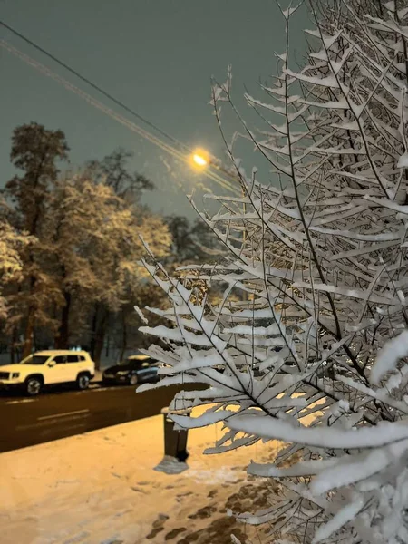 stock image white snow on tree branches close-up on a winter