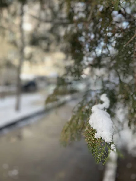 Крупним Планом Білий Сніг Гілках Дерев Морозний Зимовий День — стокове фото