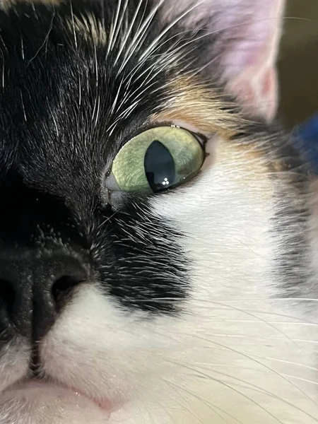 猫の目を閉じて 目のクローズアップ写真です — ストック写真