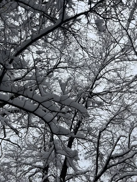 Zbliżenie Białego Śniegu Gałęziach Drzew Mroźny Zimowy Dzień — Zdjęcie stockowe