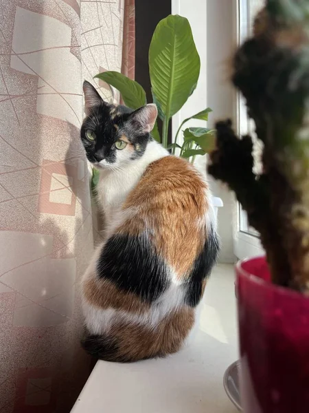 Tricolor Katze Sitzt Einem Sommertag Auf Der Fensterbank — Stockfoto