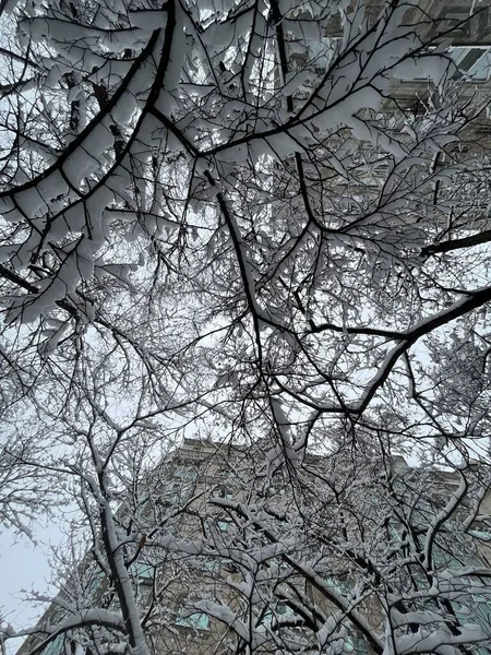 Білий Сніг Гілках Дерев Крупним Планом Зимовий День — стокове фото
