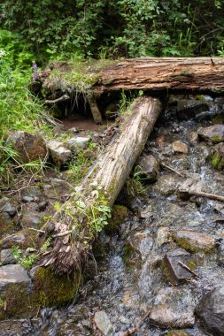 Bir yaz gününde orman nehrindeki kuru odunlar..