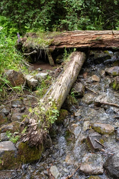 Сухі Старі Колоди Лісовій Річці Літній День — стокове фото