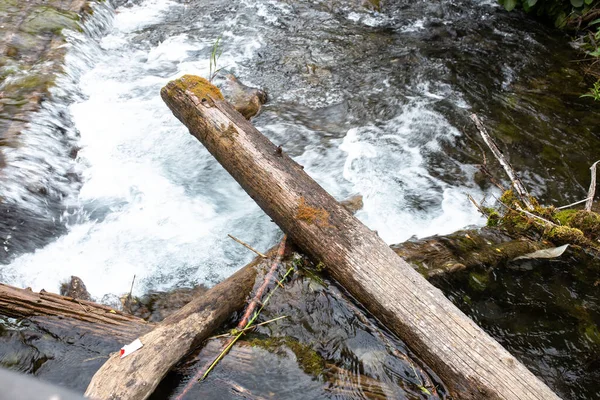 Старий Мокрий Колода Виходить Бурхливої Гірської Річки — стокове фото