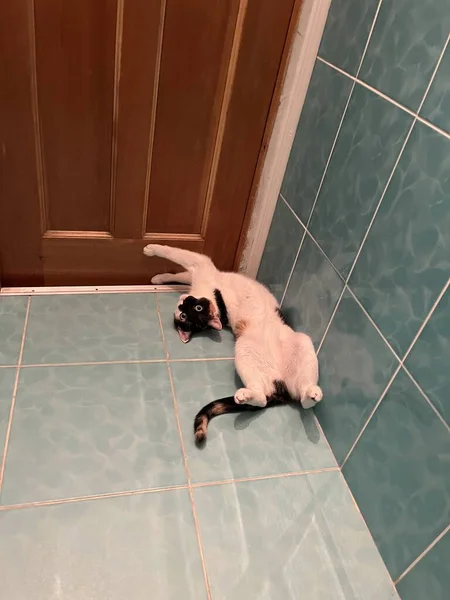 Tricolor Katze Liegt Auf Dem Badezimmerboden — Stockfoto