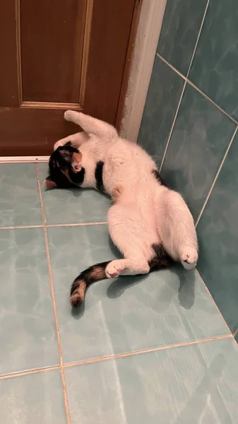 Tricolor Gato Deitado Chão Banheiro — Fotografia de Stock
