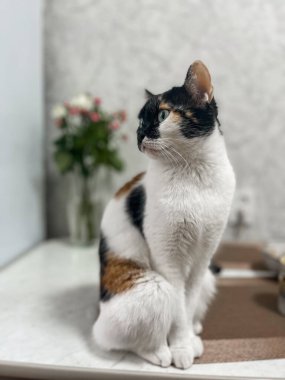 Kedi evde, masada, odada oturuyor..