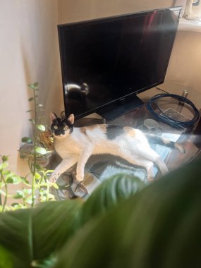 Kedi evde, masanın üzerinde güneş ışınlarının altında yatıyor..