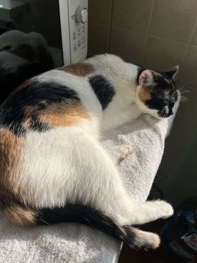 Üç renkli evcil kedi kanepede dinleniyor..