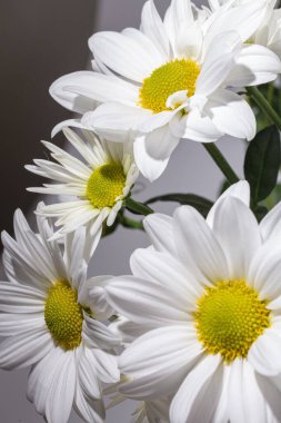 Bir buket beyaz kasımpatı. Tam çiçeklenmiş sarı merkezli...