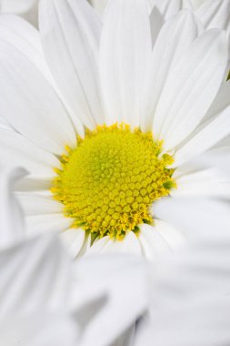 Beyaz arka planda sarı merkezli beyaz bir papatyanın yakın çekimi. Çeşitli yaratıcı projeler ve tasarım ihtiyaçları için mükemmel.