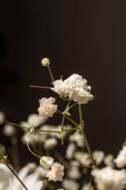 Narin ve havadar çiçek her duruma biraz zarafet katar. Düğünler, partiler ya da bunun gibi şeyler için mükemmel..
